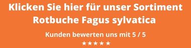 Rotbuche Fagus sylvatica kaufen